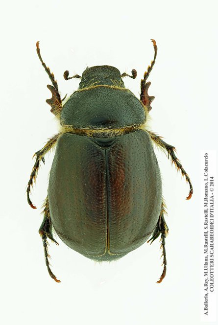 Pachydema hirticollis, femmina